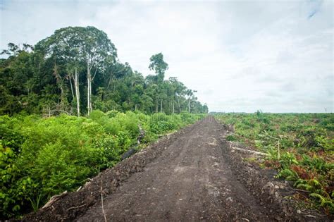 Rainforest in Borneo stock image. Image of drone, park - 100440749