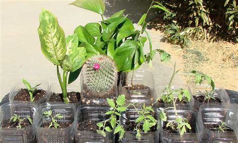 Dieffenbachia Propagation: 3 Methods for Success- Epic Gardening