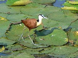 African Jacana - Animals