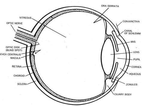 Eye diagram with labels - Graph Diagram