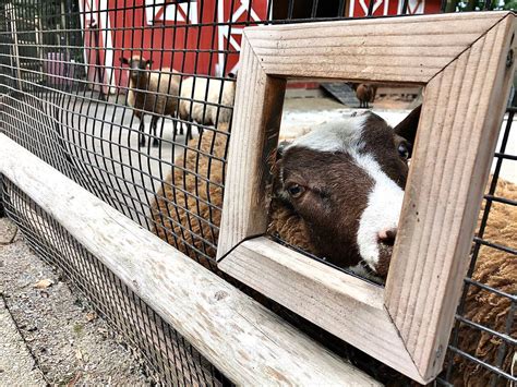 As Staten Island Zoo prepares to reopen, how are the animals? - silive.com