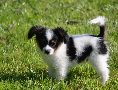 Road's End Papillons : Phalene Puppies