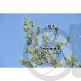 Pinus Sylvestris Pino Silvestre Foglia Foglia Pinus Sylvestris