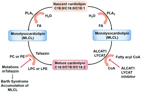 Cardiolipin Remodeling By Lysocardiolipin Acyltransferase In Pulmonary