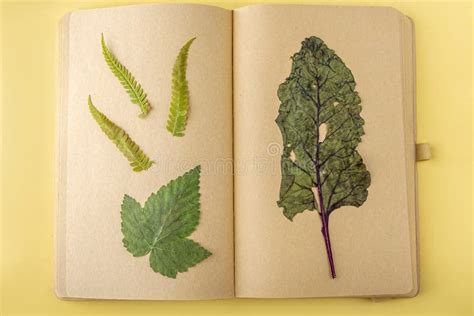 Herbarium Of Diverse Pressed Dried Plants On Sheets Of Vintage Notebook