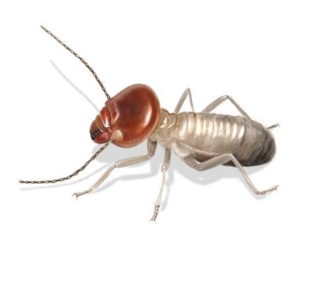 Do Termites Make Noise? - J&J Exterminating