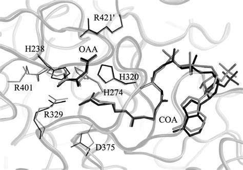 View Of The Acetyl Coenzyme A Binding Site From The Final Nanosecond Of Download Scientific