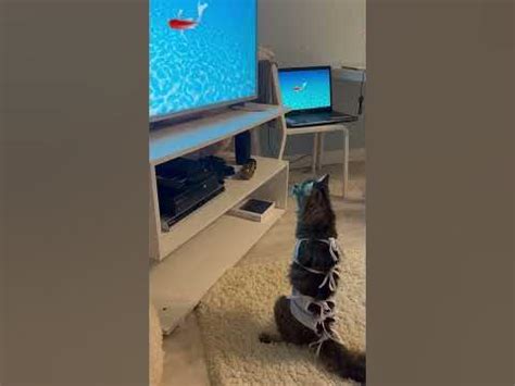 #котики #котенок #кошка #киса - YouTube