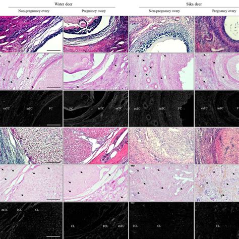 In-situ zymography analysis in the follicular and corpus luteum during... | Download Scientific ...