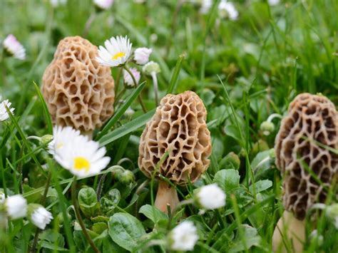 Discover 3 Types Of Morel Mushrooms