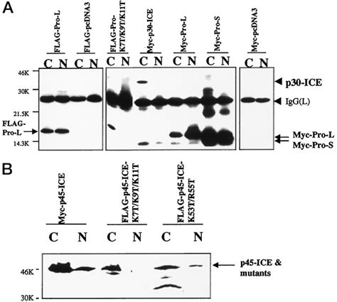 Activation Of Caspase 1 In The Nucleus Requires Nuclear Translocation