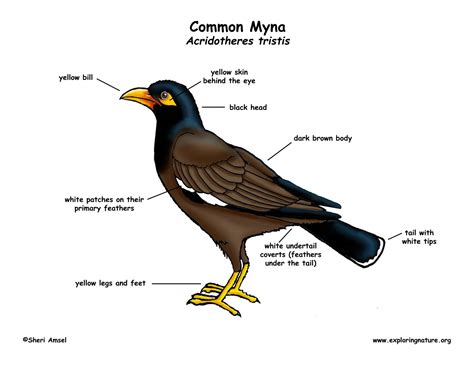 Myna Bird Range