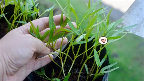 Cara Menanam Kangkung Yang Mudah Untuk Pemula Bisa Dengan Metode