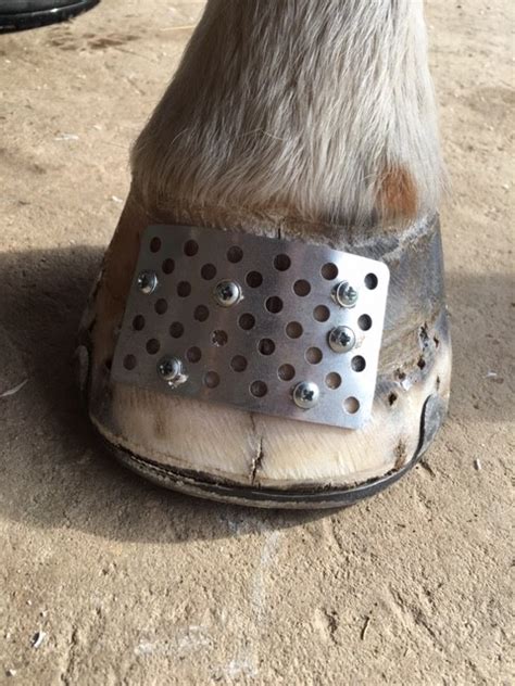 Cracked hoof repair – Sussex Farrier