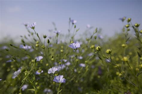 Flax crop | Very beautiful images, Artistic images, Beautiful flowers