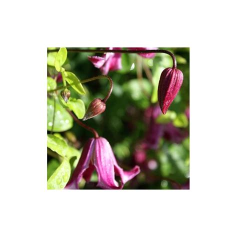 Clematis texensis Etoile Rose Clématite grimpante à clochettes rouges