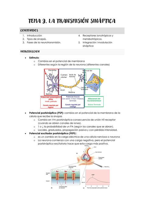 TEMA 9 LA TRANSMISIÓN SINÀPTICA Biologia del Comportament UB Studocu