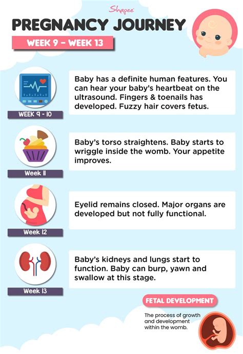 Keep Track Of Your Body And Baby Development From Week 9 To Week 13