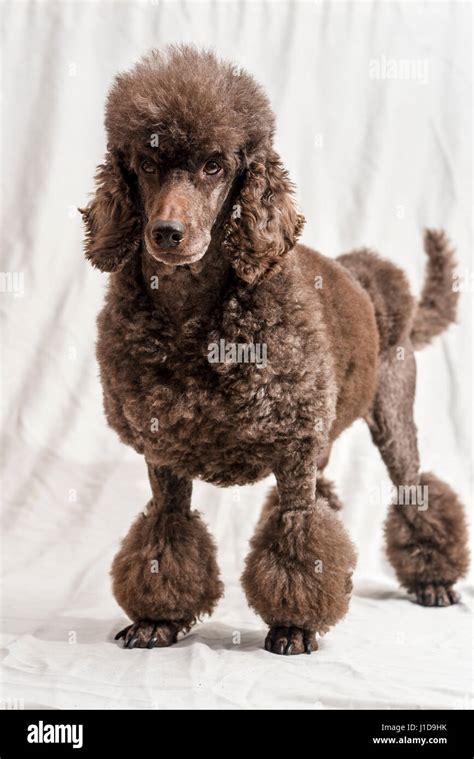 Pedigree Female Brown miniature poodle with traditional hair cut Stock ...