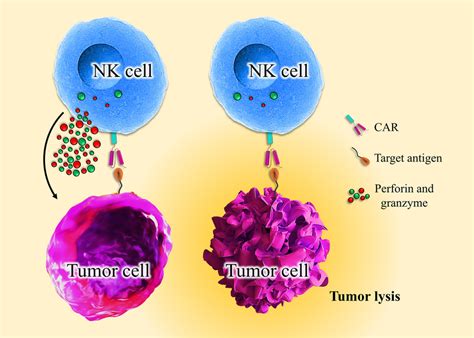 Engineered Activatory Receptors Of Nk Cells Strengthen Nk Cells In