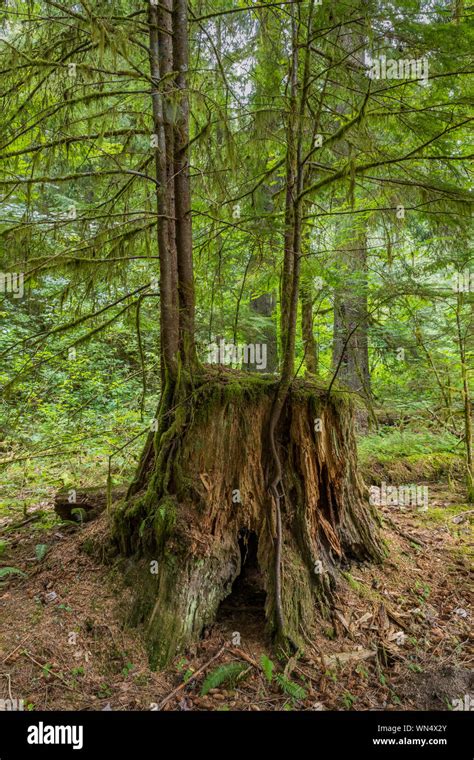 Western Red Cedar Thuja Plicata Western Hemlock Tsuga Heterophylla