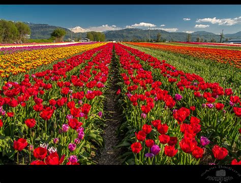 Abbotsford Tulip Festival Near Vancouver Bc Canada Flickr