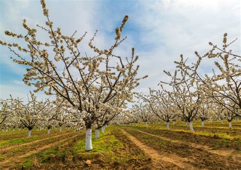 Raleo En Cerezos Flores Dardos Yemas Y Frutos Portalfruticola