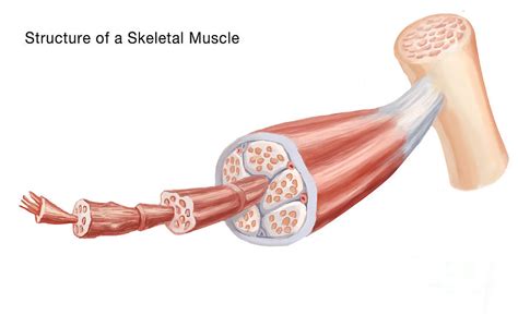 Skeletal Muscle Structure, Illustration Photograph by Spencer Sutton - Pixels