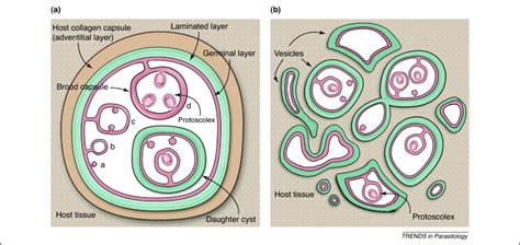 Echinococcus Multilocularis Morphology