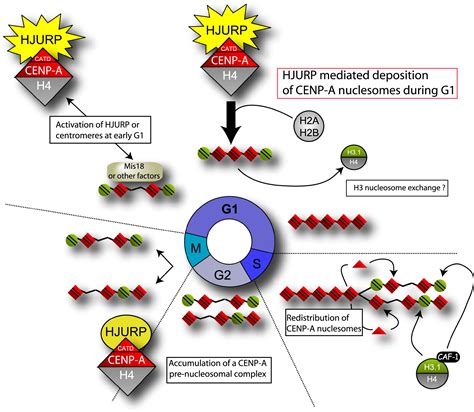 Centromere Specific Assembly Of Cenp A Nucleosomes Is Mediated By Hjurp