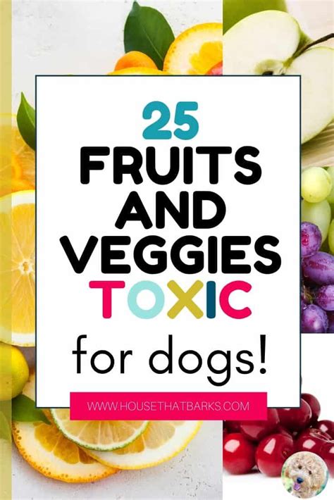 25 Fruits And Vegetables Toxic For Dogs House That Barks