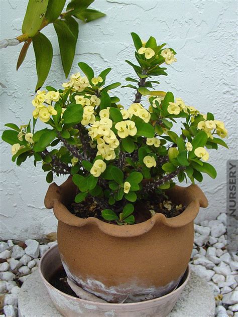 Lucky Yellow Crown Of Thorns Kens Nursery