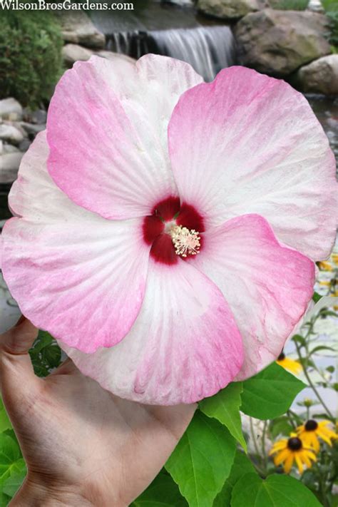 Buy Luna Pink Swirl Hibiscus FREE SHIPPING Wilson Bros Gardens 3