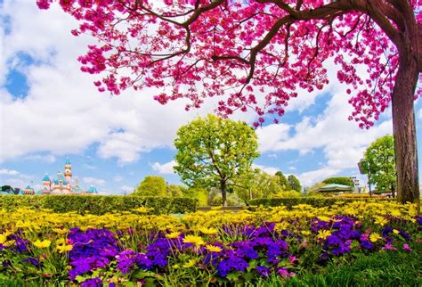 Scenery Photography Backdrops Cherry Blossom Trees In The Garden ...