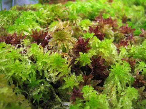 Musgo Sphagnum Vivo Carnivoras De Costa Rica