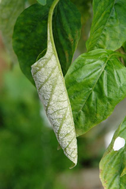 Chilli Pepper Diseases And Pests Description Uses Propagation