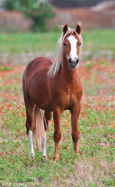 Scarborough Rapture, chestnut Welsh Mountain Pony with lovely flaxen ...