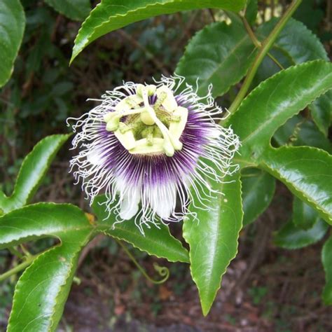 Grenadille Jaune Passiflora Edulis F Flavicarpa