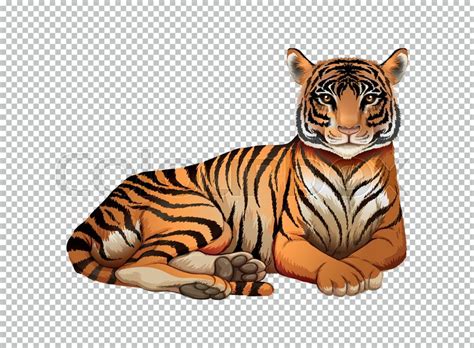 Wild Tiger On Transparent Background Stock Vector Colourbox