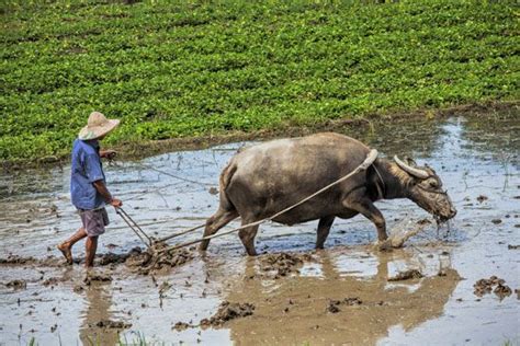 Vietnam Rice Aquaculture Forestry Britannica