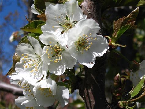 white cherry blossoms Free Photo Download | FreeImages