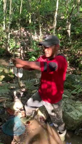 Ini Dia Pakar Tangkap Ikan Sidat Di Sungai Youtube