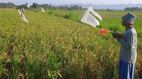 Hampir Masa Panen Ratusan Hektar Tanaman Padi Di Jember Diserang