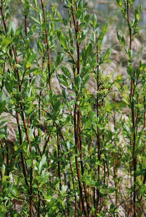 Flat Leaved Willow Awes Agroforestry And Woodlot Extension Society