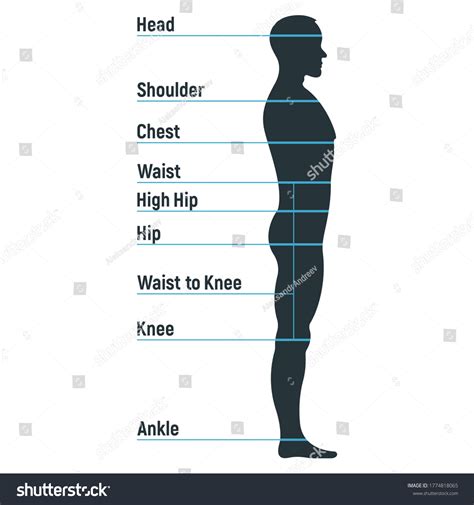 Male Size Chart Anatomy Human Character Stock Vector Royalty Free