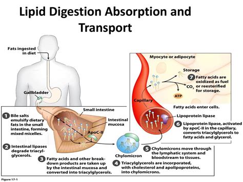 Digestion Of Lipids Ppt Download