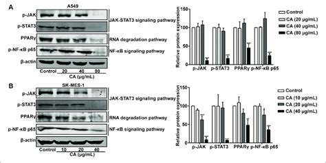 Cinnamaldehyde CA Inhibits The Activation Of The JAK STAT3