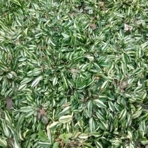 Jual Tanaman Hias Rumput Gajah Mini Varigata Cm Shopee