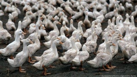 China Deploys An Army of 100,000 Ducks To Fight Off Locust Swarms