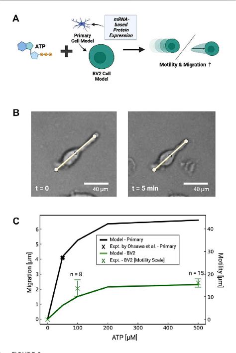 Figure From Purinoreceptors And Ectonucleotidases Control Atp Induced